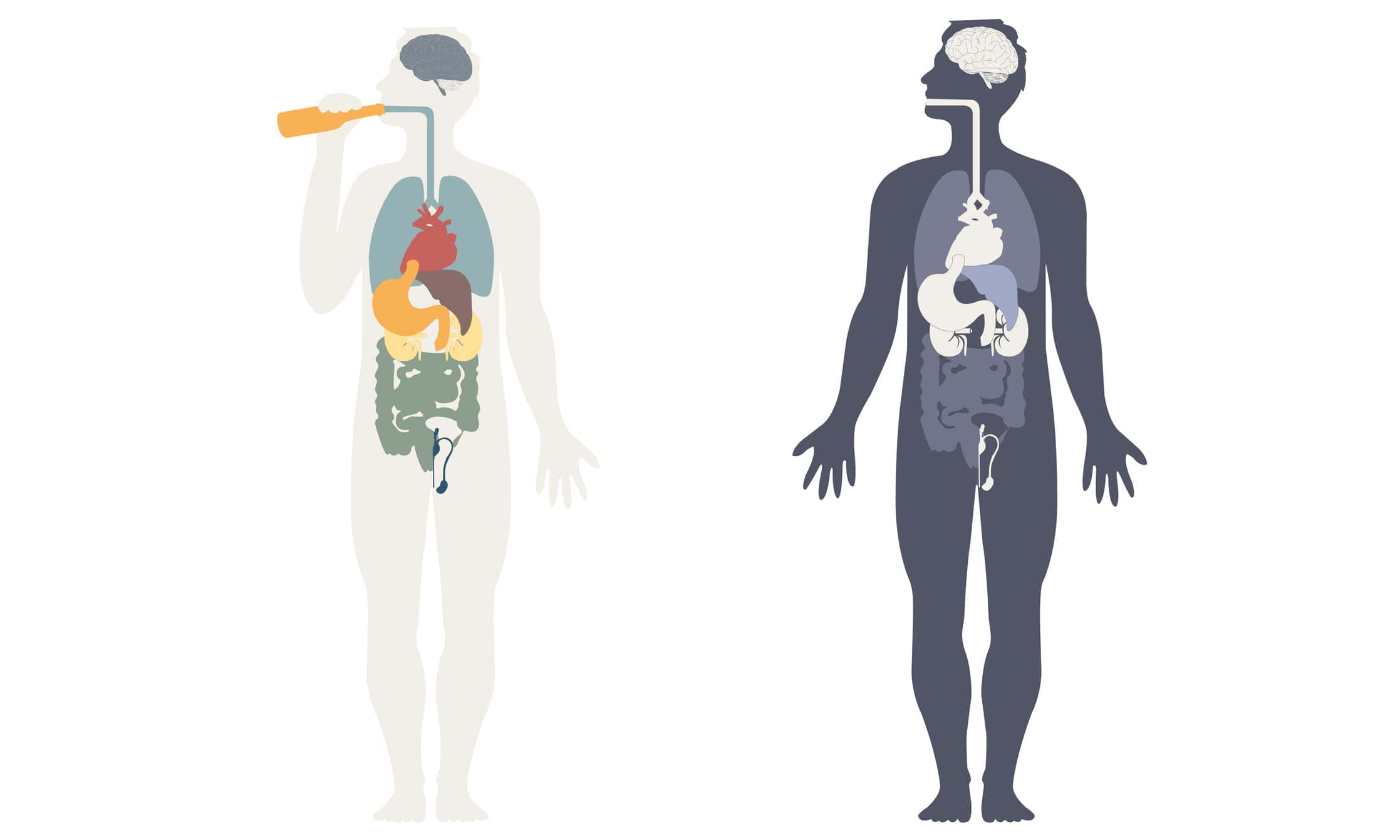 How Long Does Alcohol Stay In Your System?